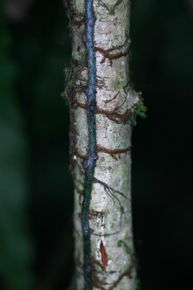 Polypodiaceae Campyloneurum serpentinum