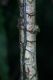 image of Campyloneurum serpentinum