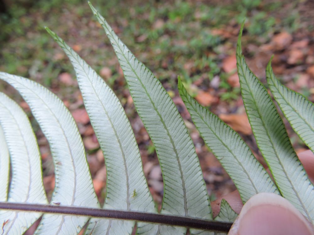 Blechnaceae Lomaridium fragile
