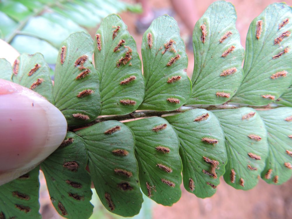 Hypodematiaceae Didymochlaena truncatula