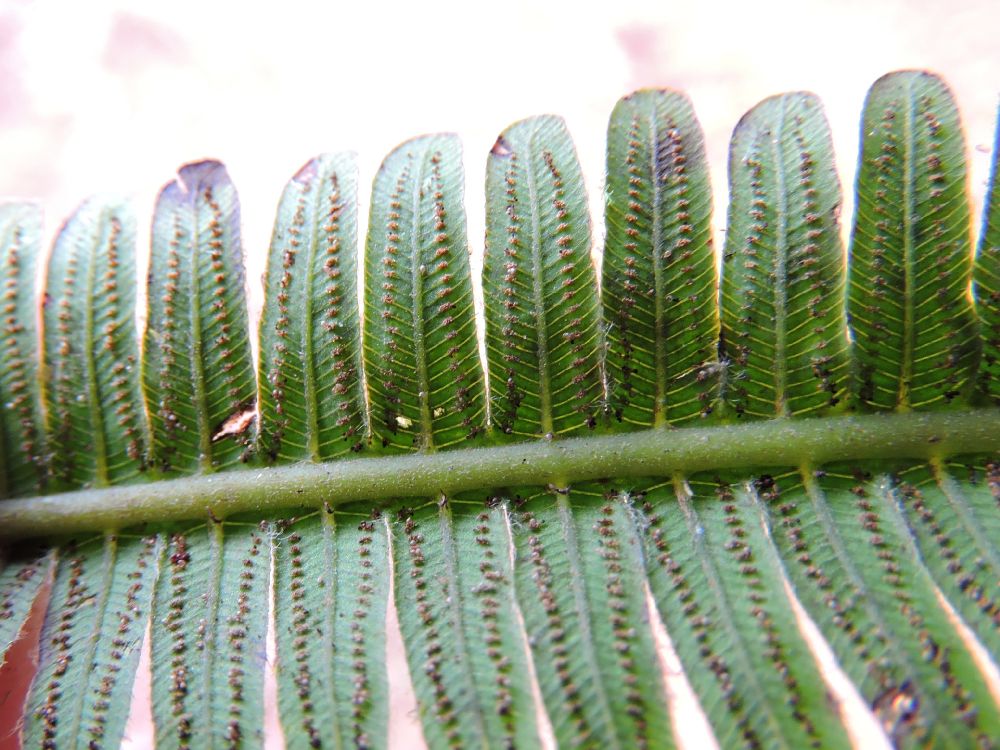Thelypteridaceae Amauropelta thomsonii
