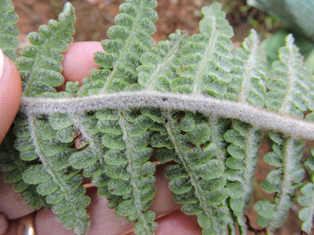 Pteridaceae Pityrogramma ferruginea