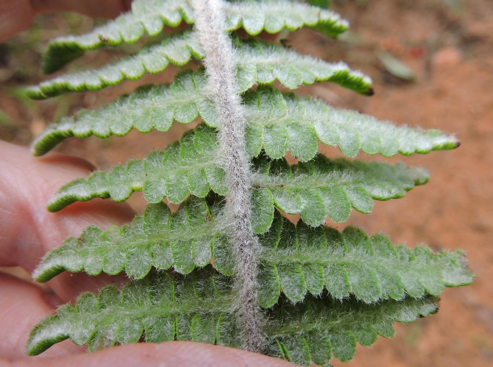 Pteridaceae Pityrogramma ferruginea
