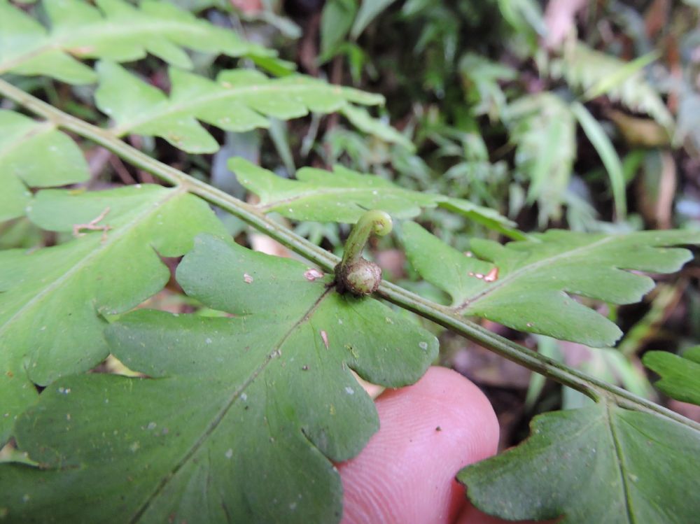 Pteridaceae Pityrogramma ferruginea