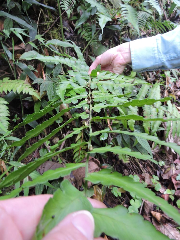 Pteridaceae Pityrogramma ferruginea