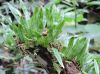 image of Microgramma lycopodioides