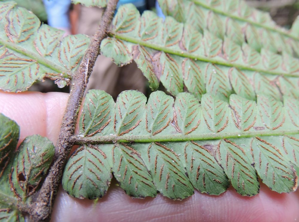 Athyriaceae Diplazium striatastrum