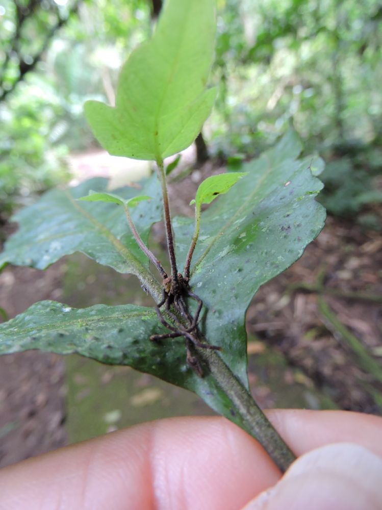 Tectariaceae Tectaria moranii