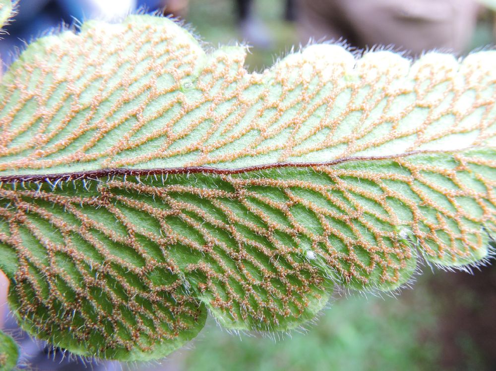 Pteridaceae Hemionitis palmata