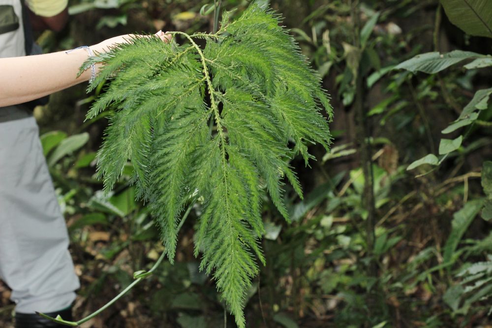Selaginellaceae Selaginella 