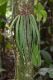image of Ananthacorus angustifolius