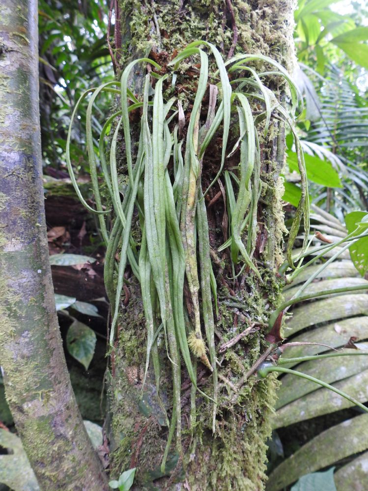 Pteridaceae Ananthacorus angustifolius