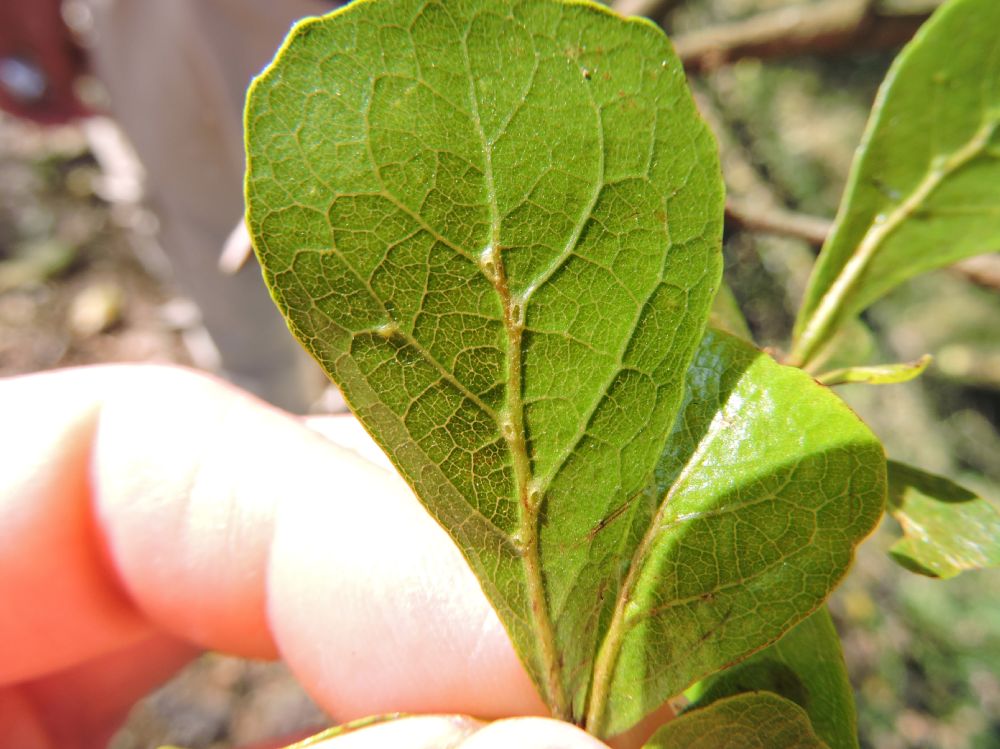 Combretaceae Bucida bucera