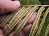 image of Lomariocycas aurita