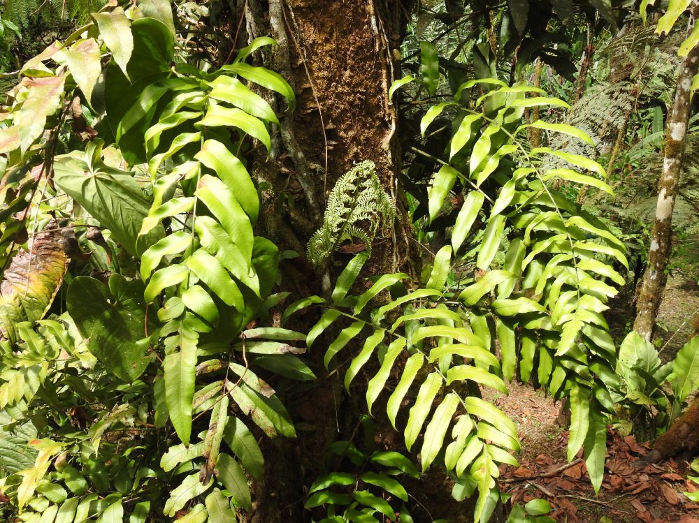 Dryopteridaceae Polybotrya polybotryoides