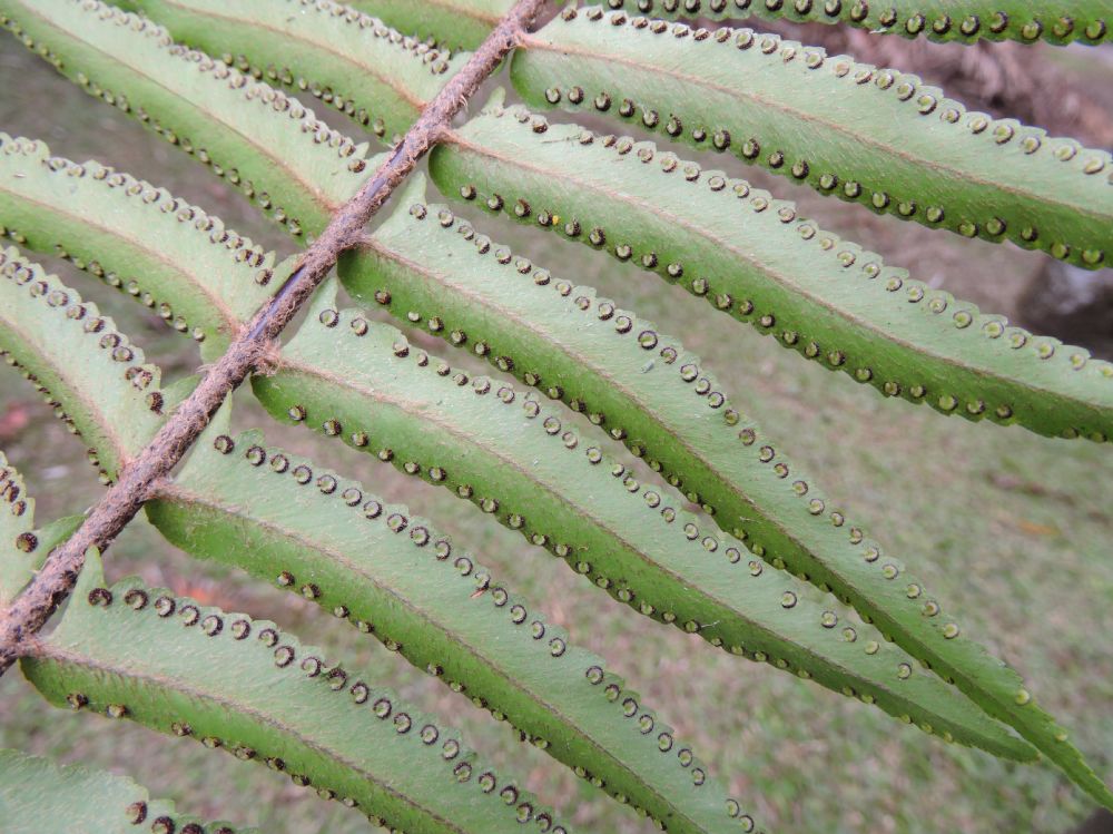 Nephrolepidaceae Nephrolepis brownii