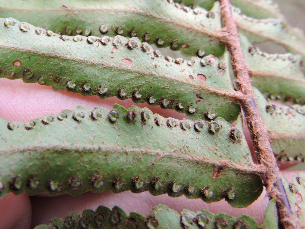 Nephrolepidaceae Nephrolepis brownii