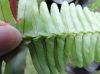 image of Nephrolepis cordifolia
