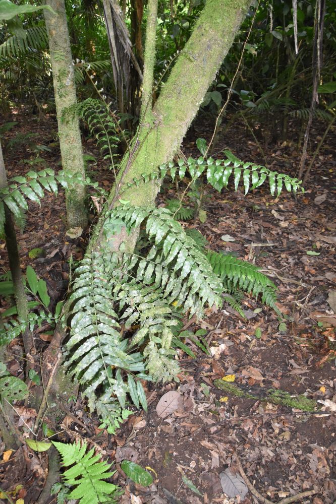 Lomariopsidaceae Lomariopsis farrarii