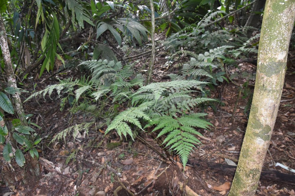 Saccolomataceae Saccoloma inaequale