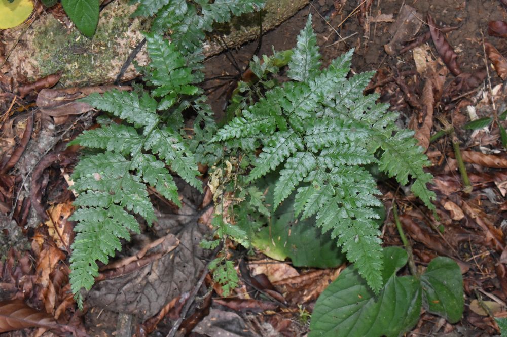 Saccolomataceae Saccoloma inaequale