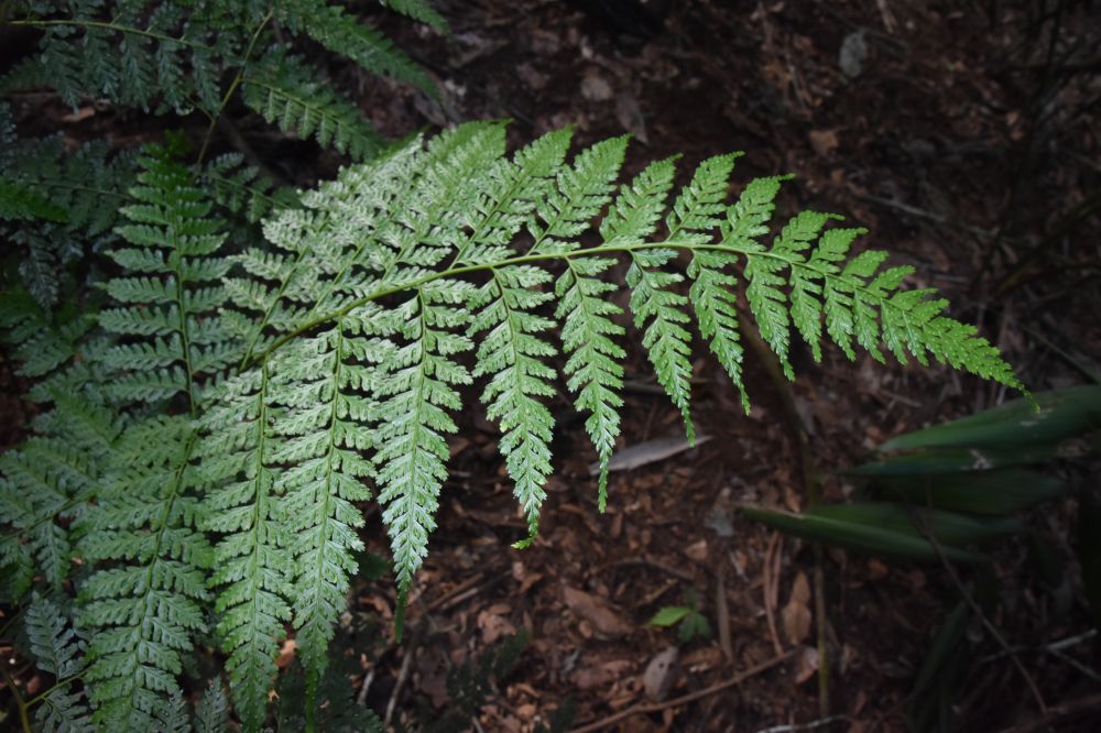 Saccolomataceae Saccoloma inaequale
