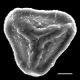 image of Jamesonia flexuosa