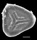 image of Jamesonia flexuosa