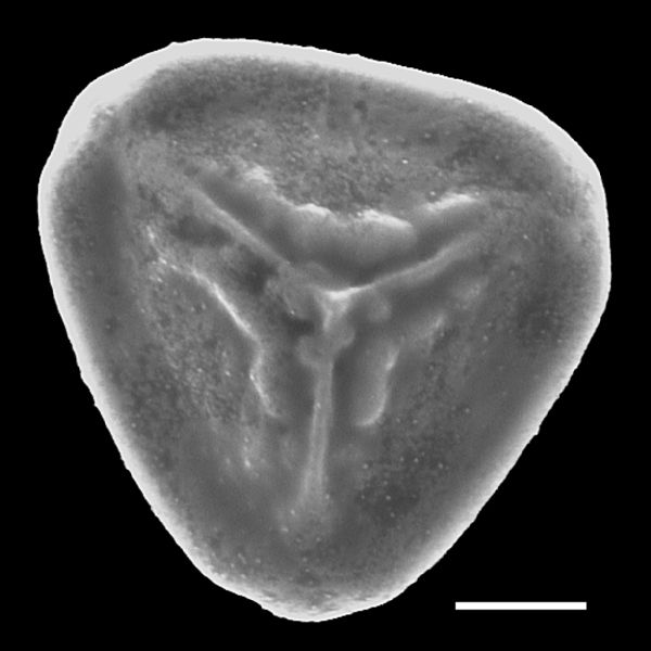 Pteridaceae Jamesonia flexuosa