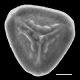 image of Jamesonia flexuosa
