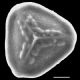 image of Jamesonia flexuosa