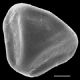 image of Jamesonia flexuosa