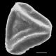 image of Jamesonia flexuosa