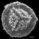 image of Jamesonia rufescens