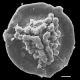 image of Jamesonia rufescens
