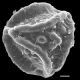 image of Jamesonia rufescens