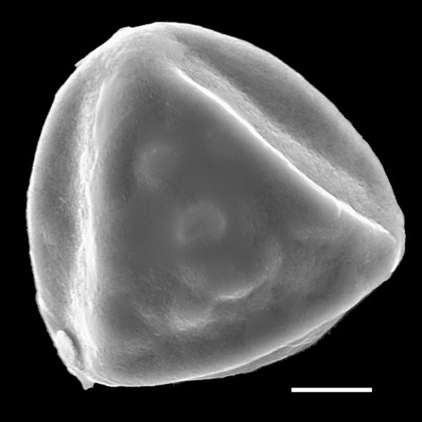 Pteridaceae Jamesonia imbricata