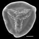 image of Jamesonia imbricata