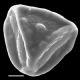 image of Jamesonia imbricata
