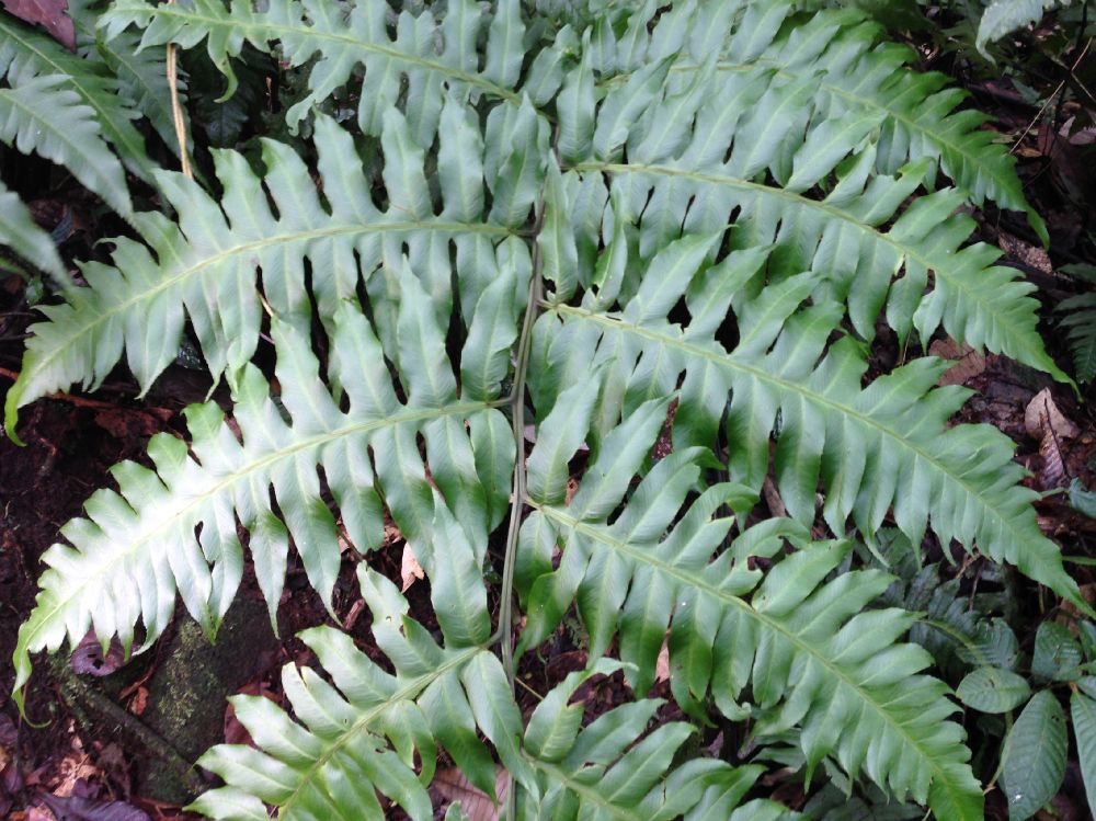 Athyriaceae Diplazium macrophyllum