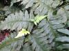 image of Diplazium macrophyllum