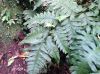 image of Diplazium macrophyllum