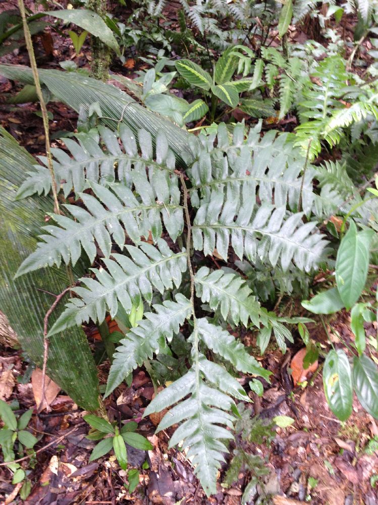 Athyriaceae Diplazium macrophyllum