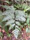 image of Diplazium macrophyllum