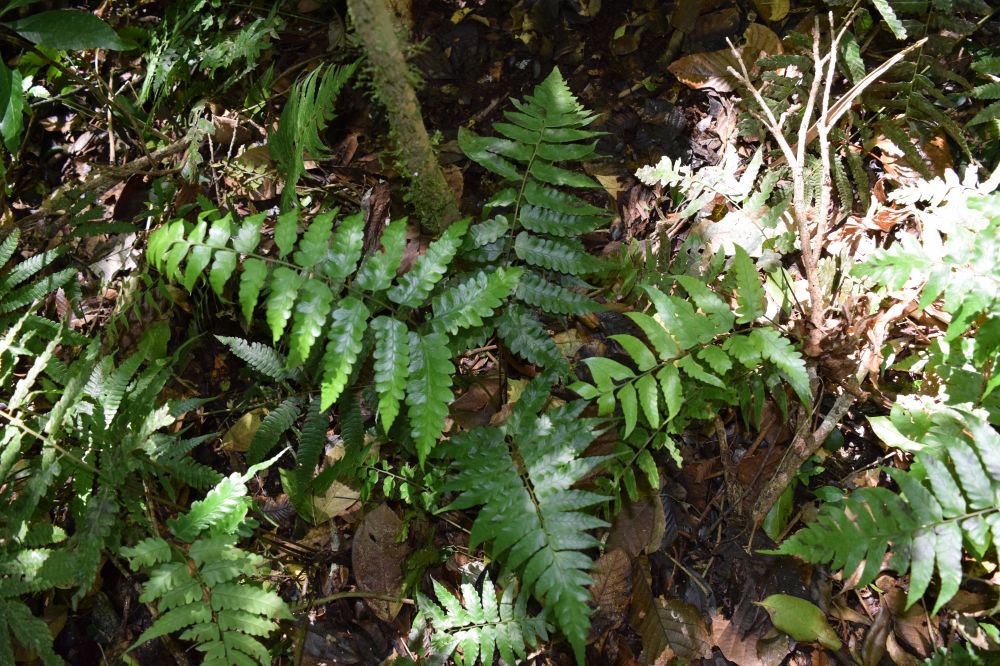 Athyriaceae Diplazium cristatum