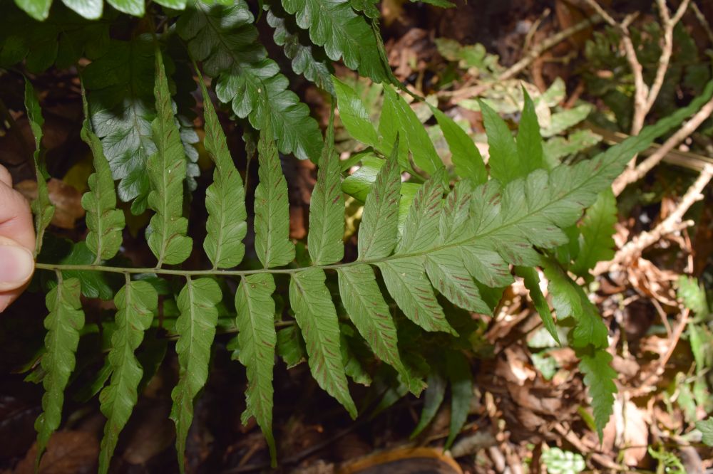 Athyriaceae Diplazium cristatum
