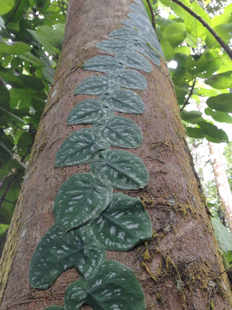 Araceae Monstera tuberculata