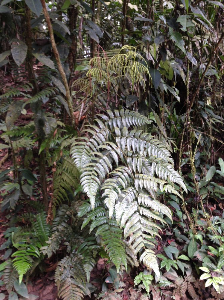 Dryopteridaceae Polybotrya caudata