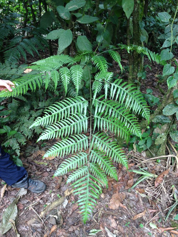 Pteridaceae Pteris altissima