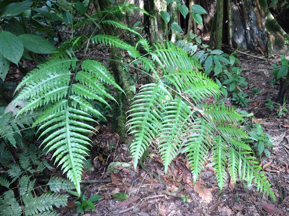Pteridaceae Pteris altissima